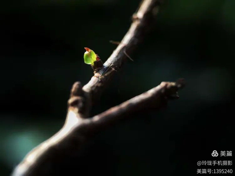 一抹新绿